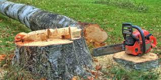 Best Tree Risk Assessment  in Swissvale, PA