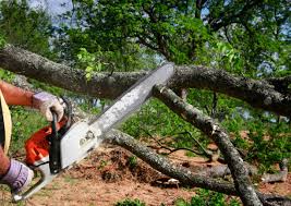 Best Emergency Tree Removal  in Swissvale, PA