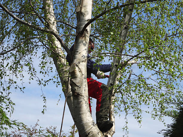 Best Tree Removal Service  in Swissvale, PA