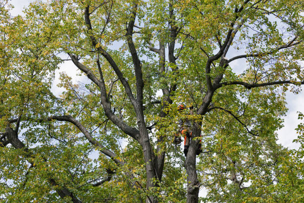 How Our Tree Care Process Works  in  Swissvale, PA